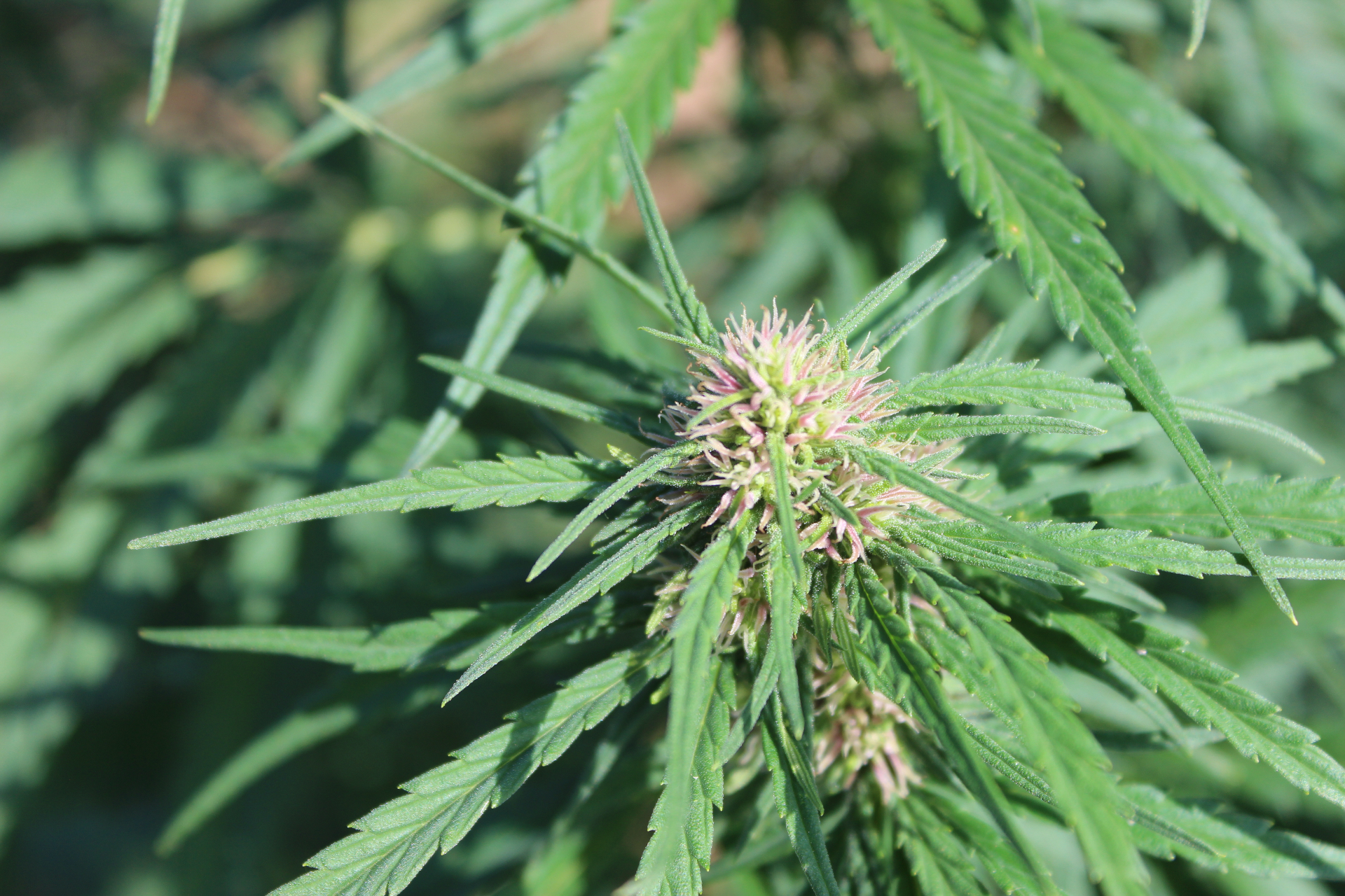 Was ist Vollspektrum-CBD?